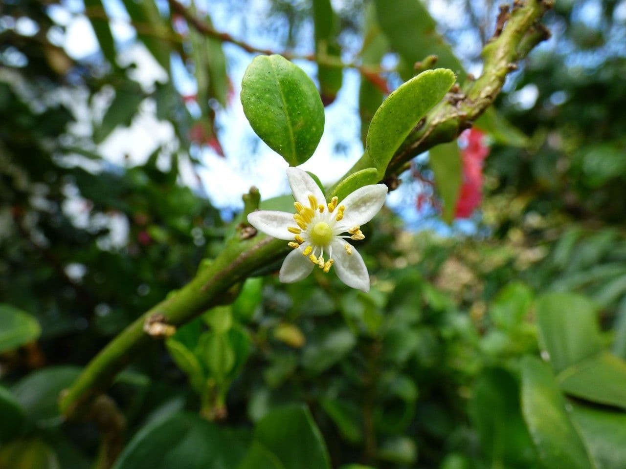 Citrus hystrix