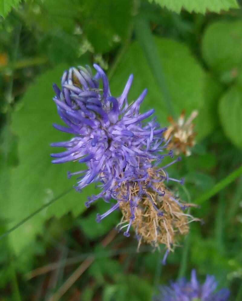 Phyteuma betonicifolium