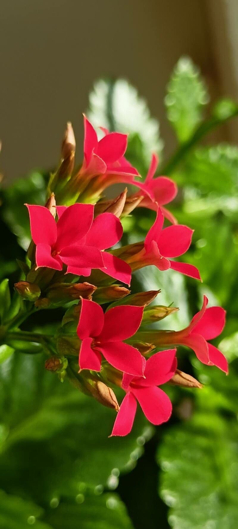 Kalanchoe crenata