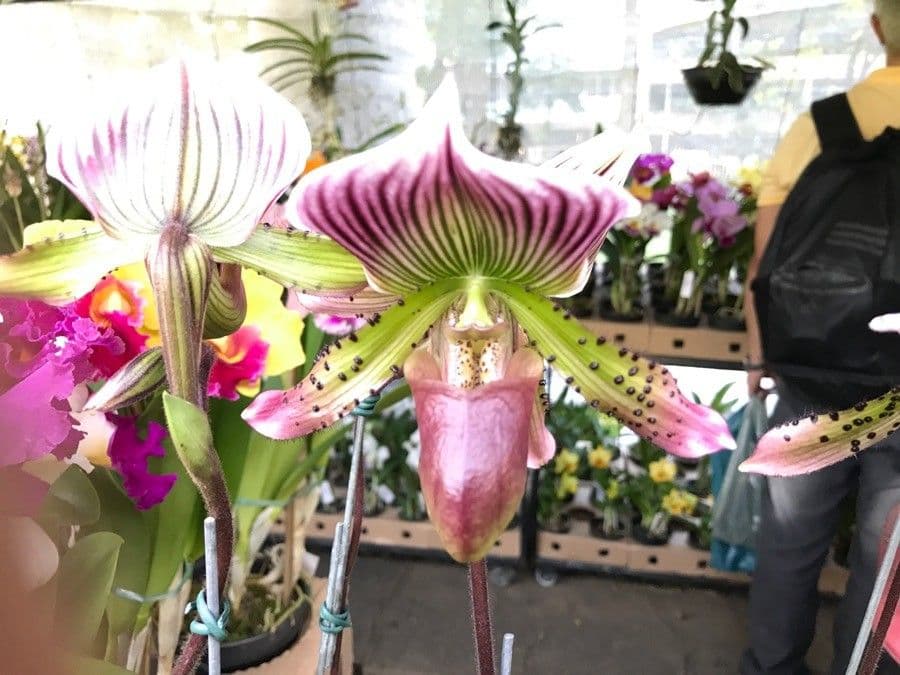 Paphiopedilum acmodontum