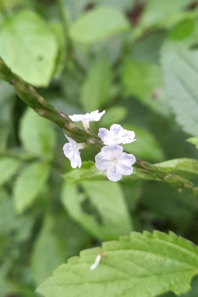 Stachytarpheta cayennensis