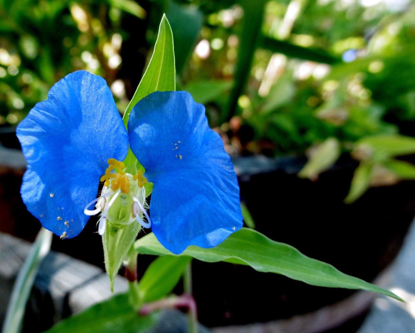 Commelina erecta