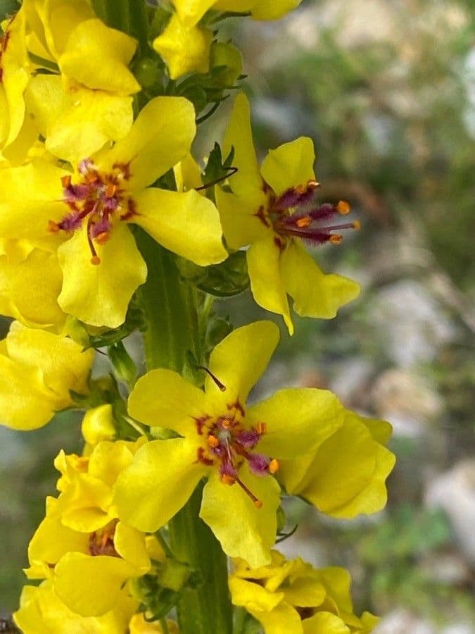 Verbascum nigrum