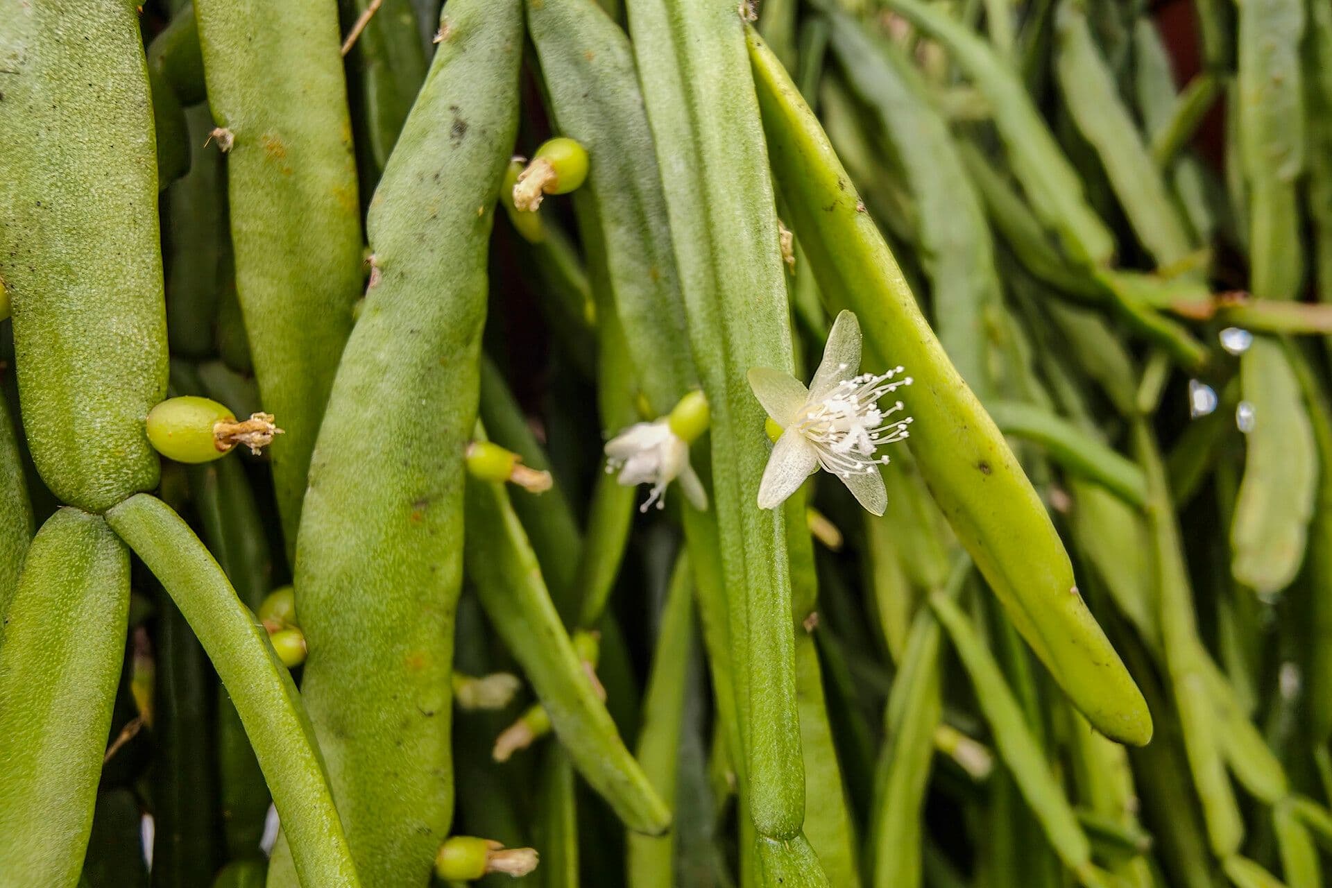 Rhipsalis micrantha