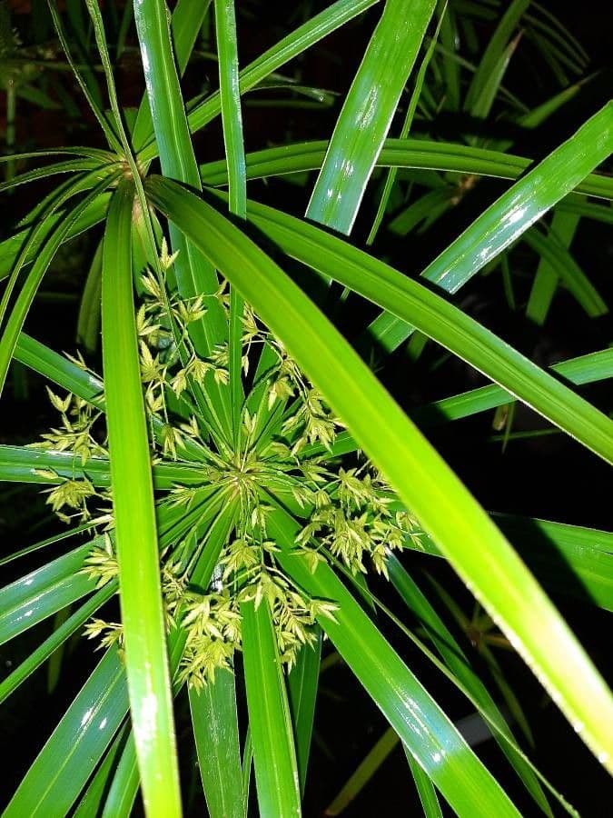 Cyperus alternifolius