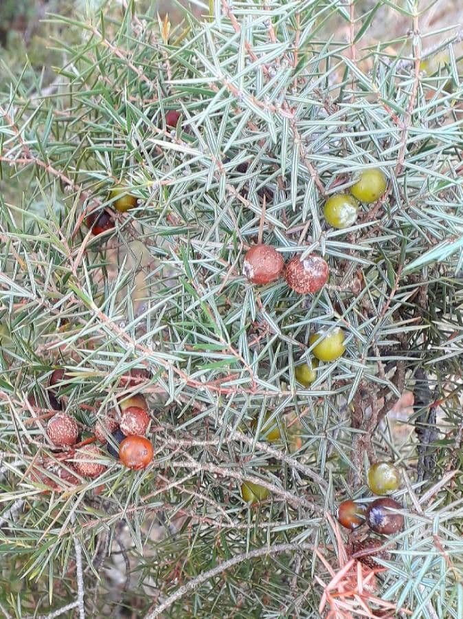 Juniperus oxycedrus