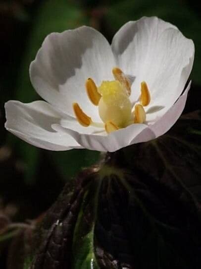 Podophyllum peltatum