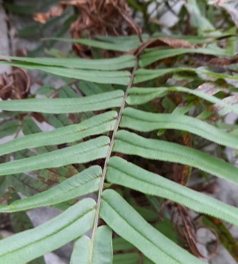 Pteris vittata