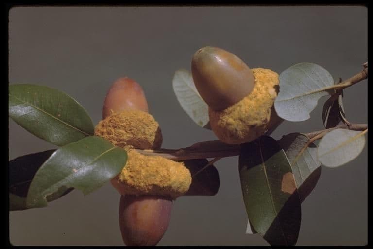Quercus chrysolepis