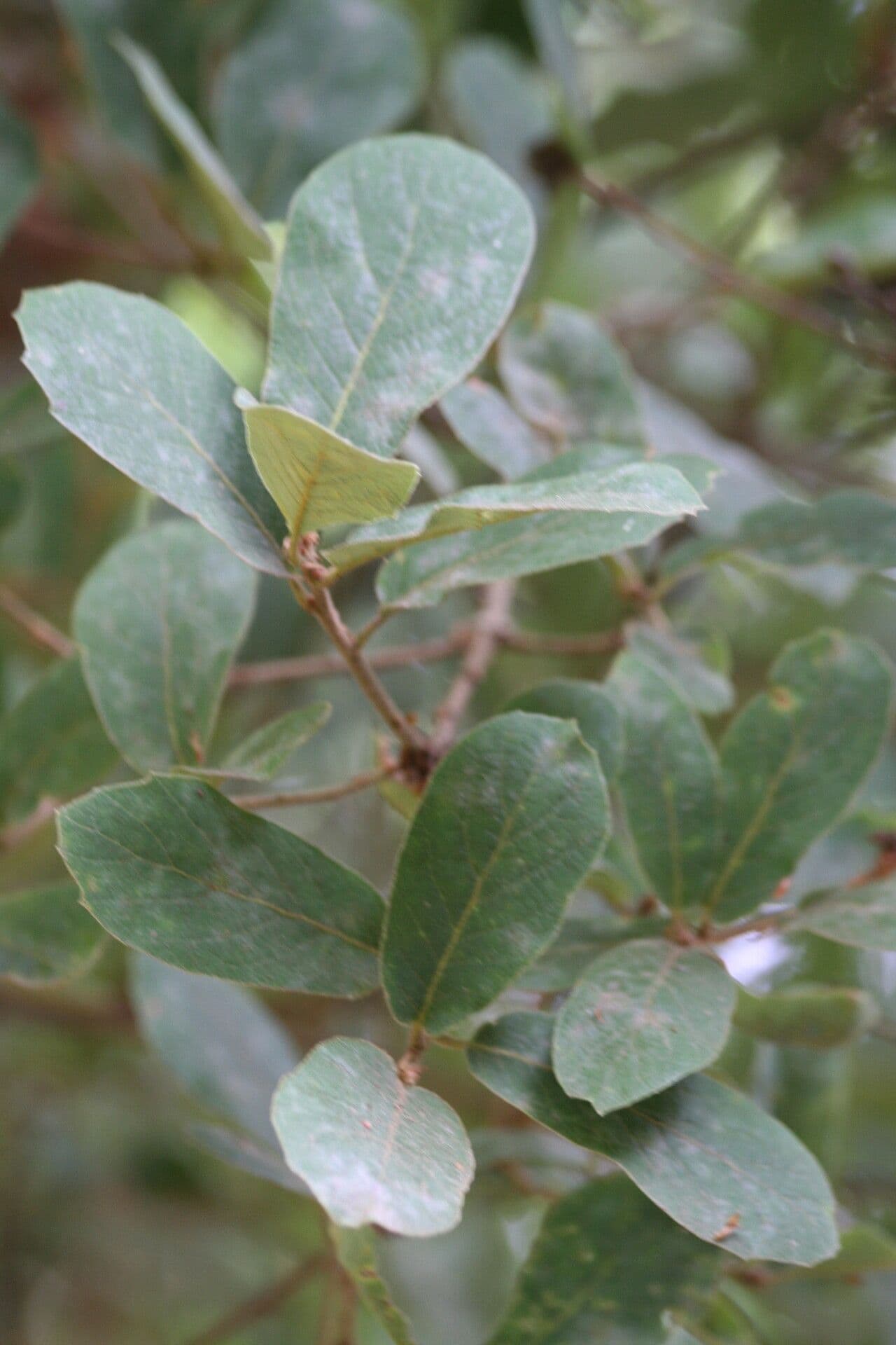 Quercus rugosa