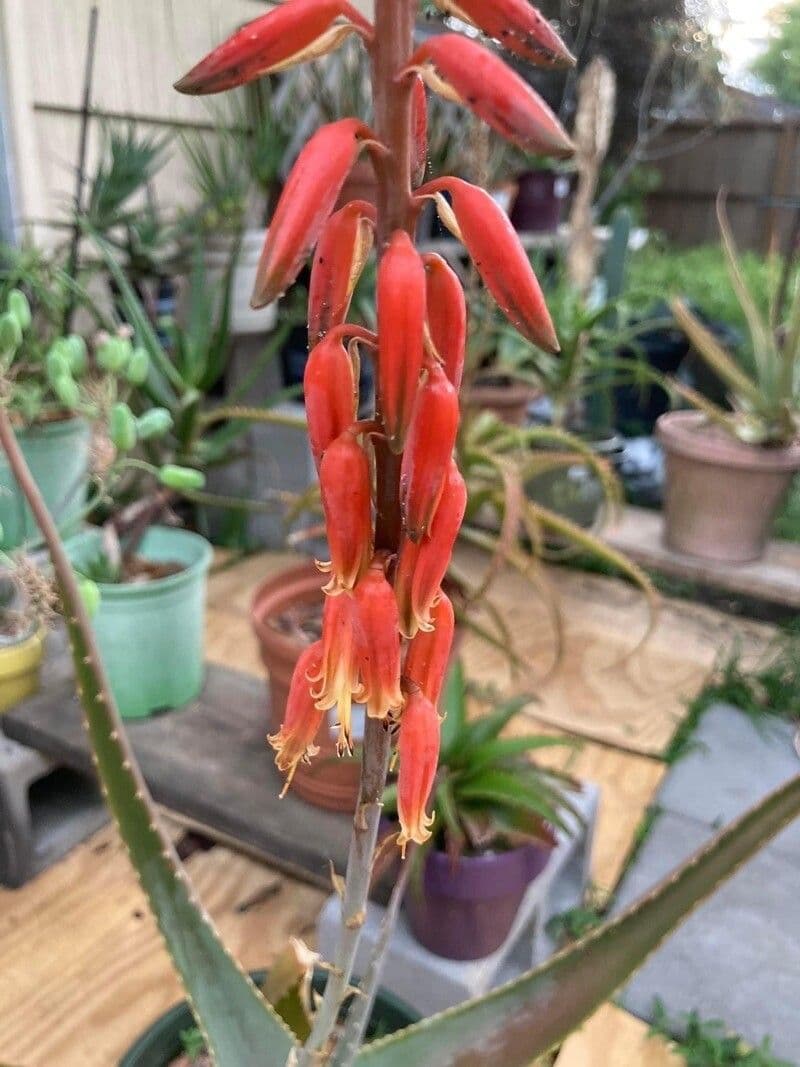 Aloe pseudorubroviolacea