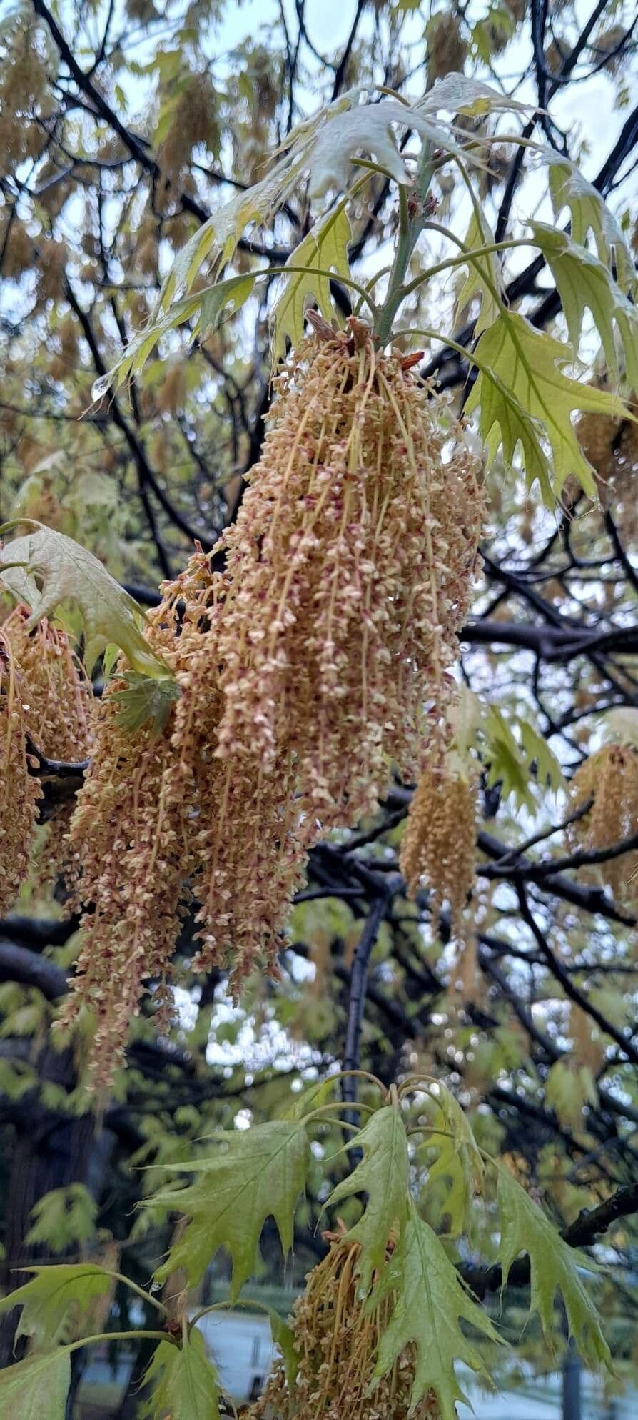 Quercus rubra