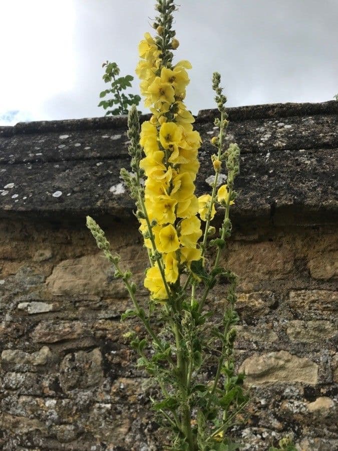 Verbascum phlomoides