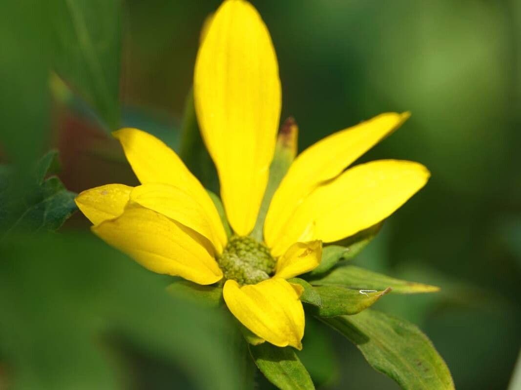 Rudbeckia laciniata