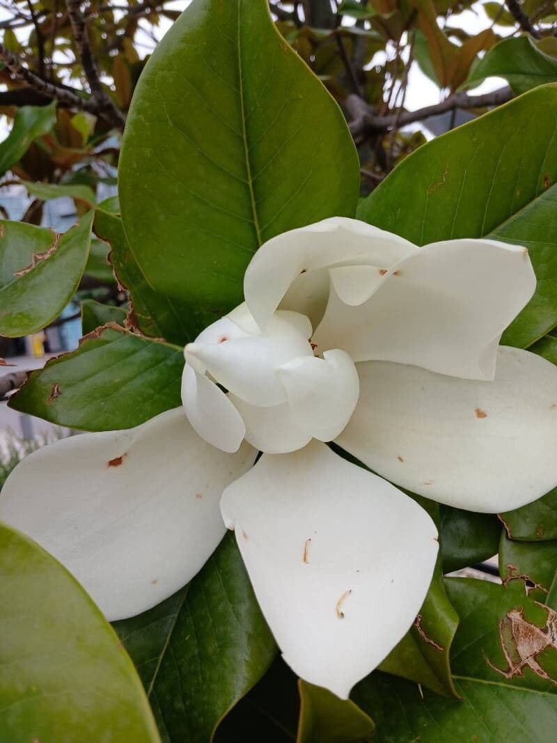 Magnolia grandiflora