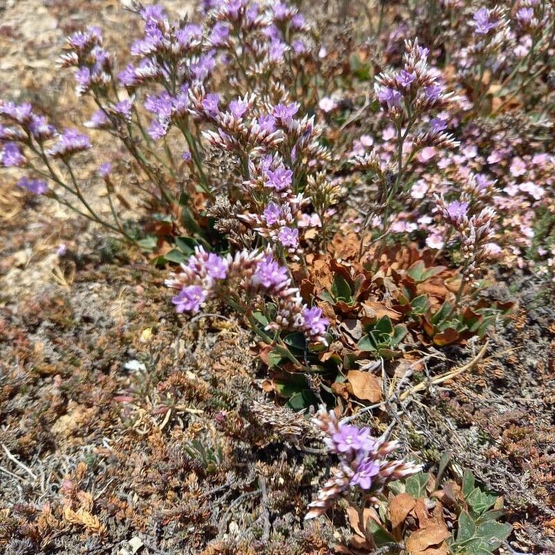 Limonium binervosum