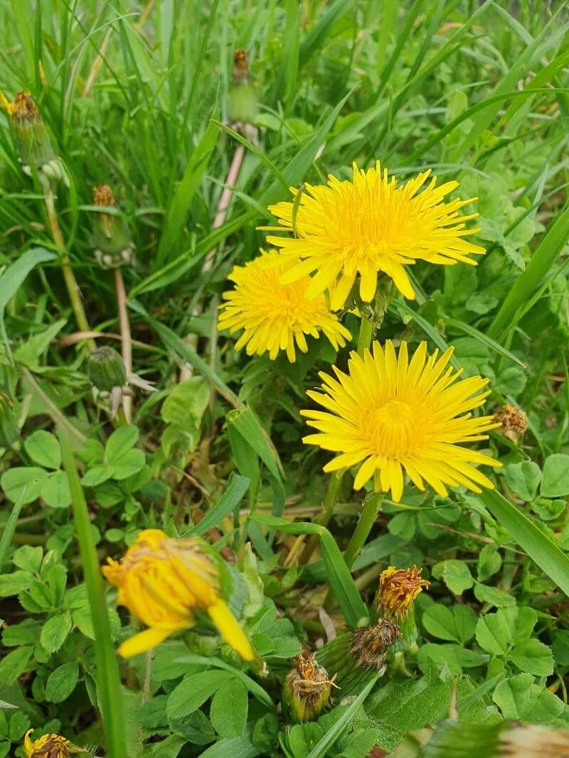 Taraxacum mattmarkense