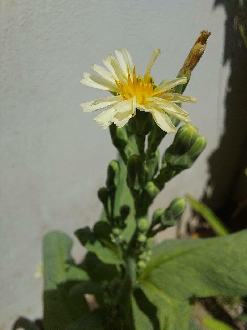 Lactuca indica