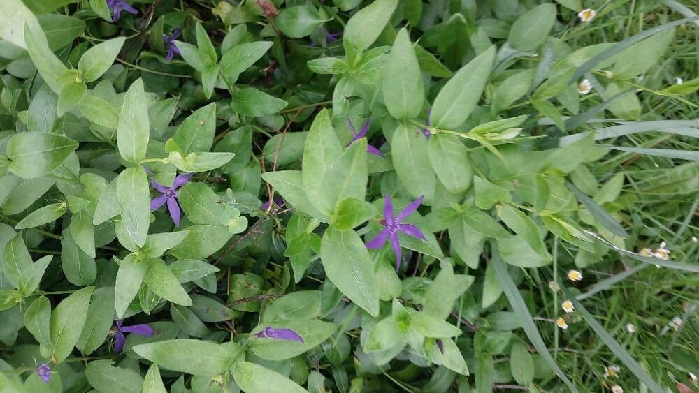 Vinca herbacea