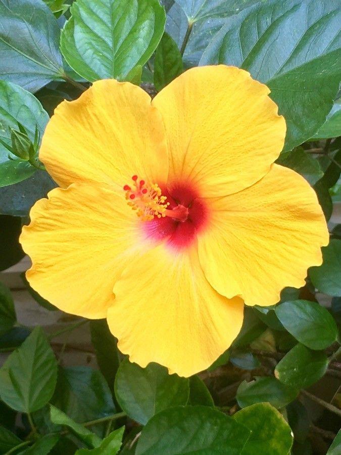 Hibiscus rosa-sinensis