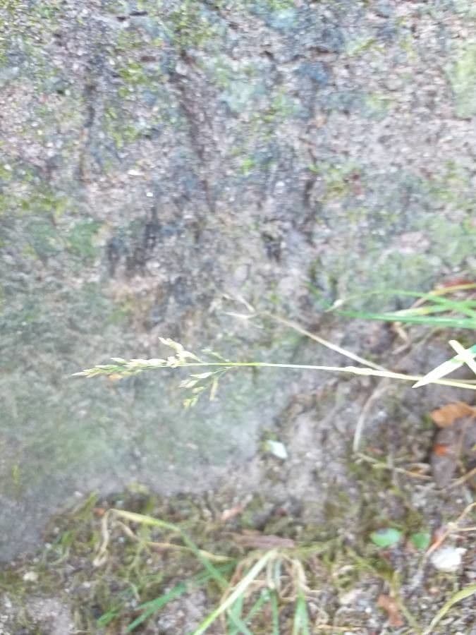 Poa compressa