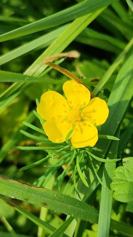 Potentilla anglica