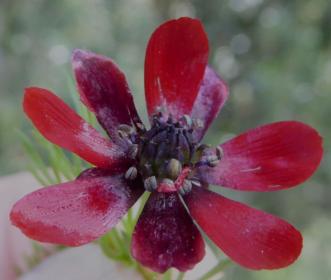 Adonis annua