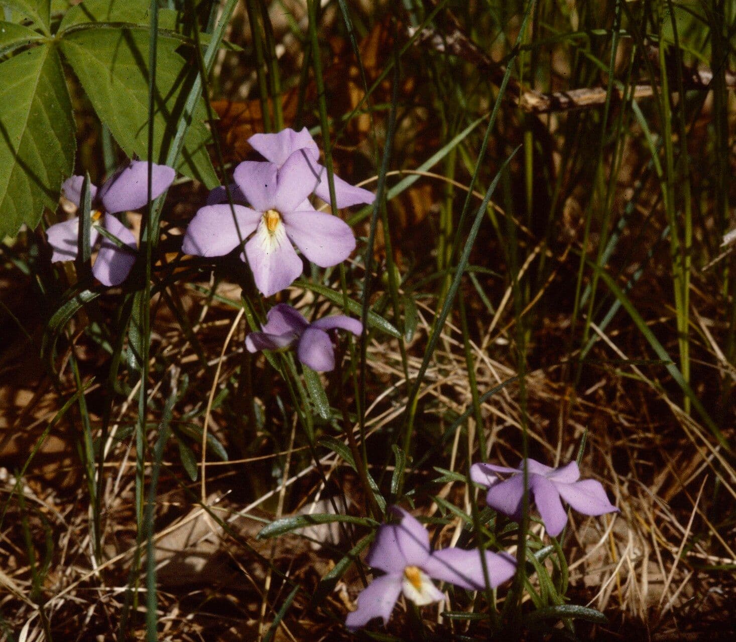 Viola pedata