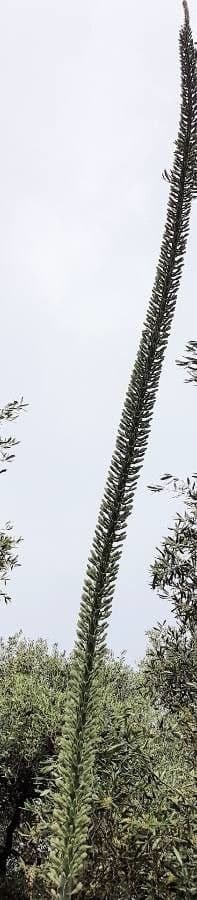 Agave lechuguilla