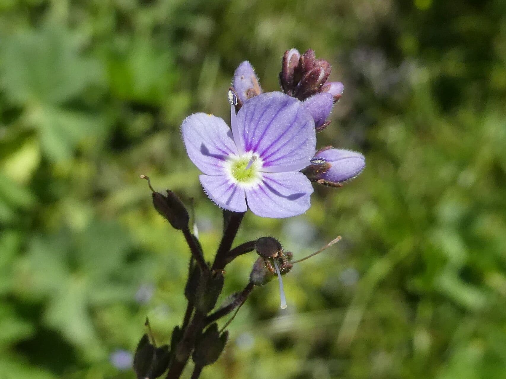 Veronica ponae