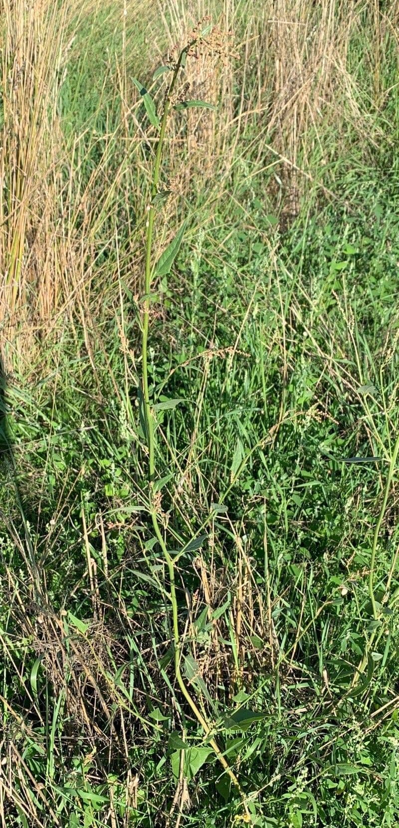 Atriplex micrantha