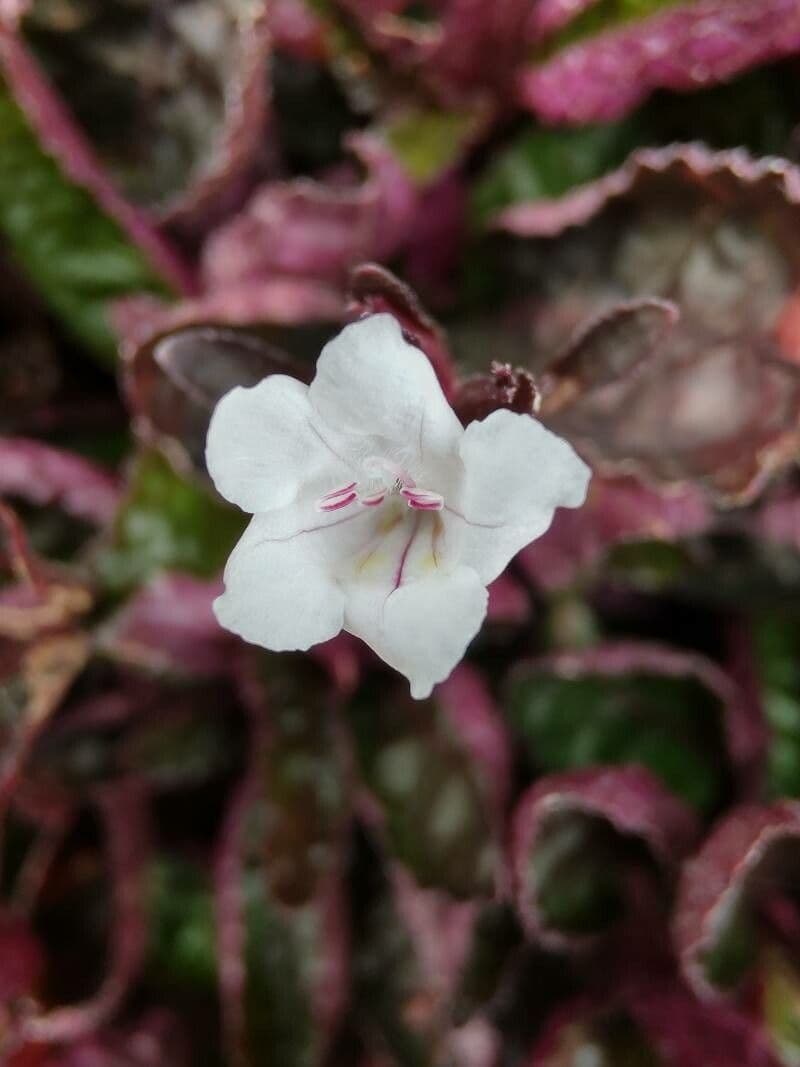 Strobilanthes alternata