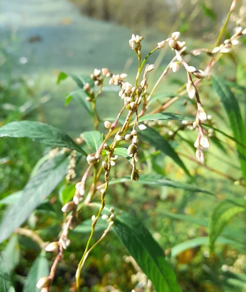 Persicaria punctata