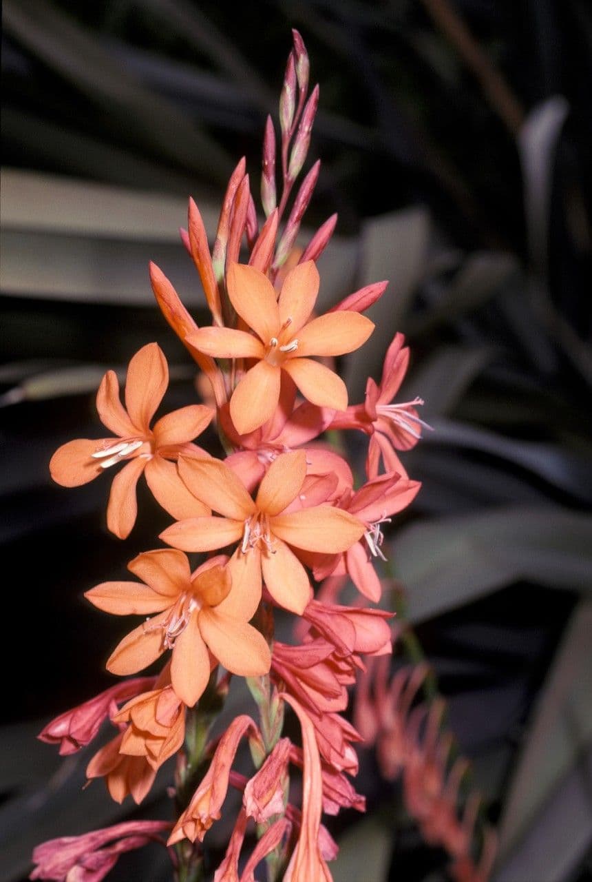 Watsonia meriana