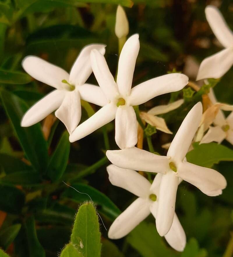 Jasminum grandiflorum