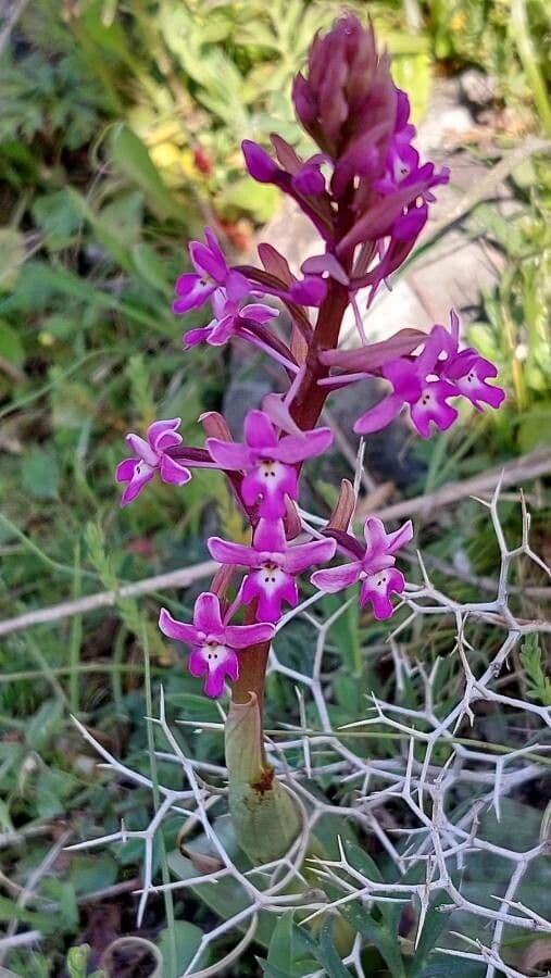 Orchis quadripunctata