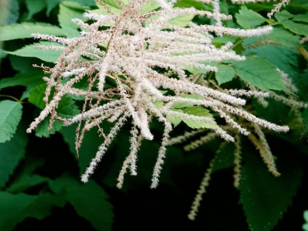 Aruncus dioicus