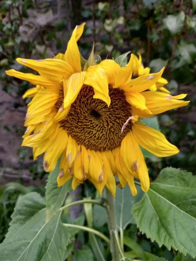 Helianthus annuus