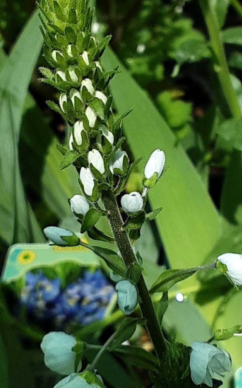 Veronica gentianoides