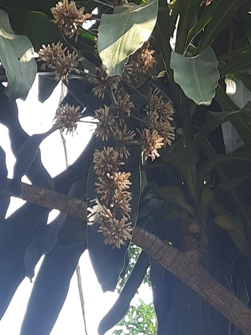 Dracaena fragrans