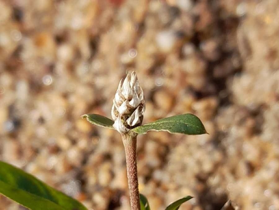 Gomphrena celosioides