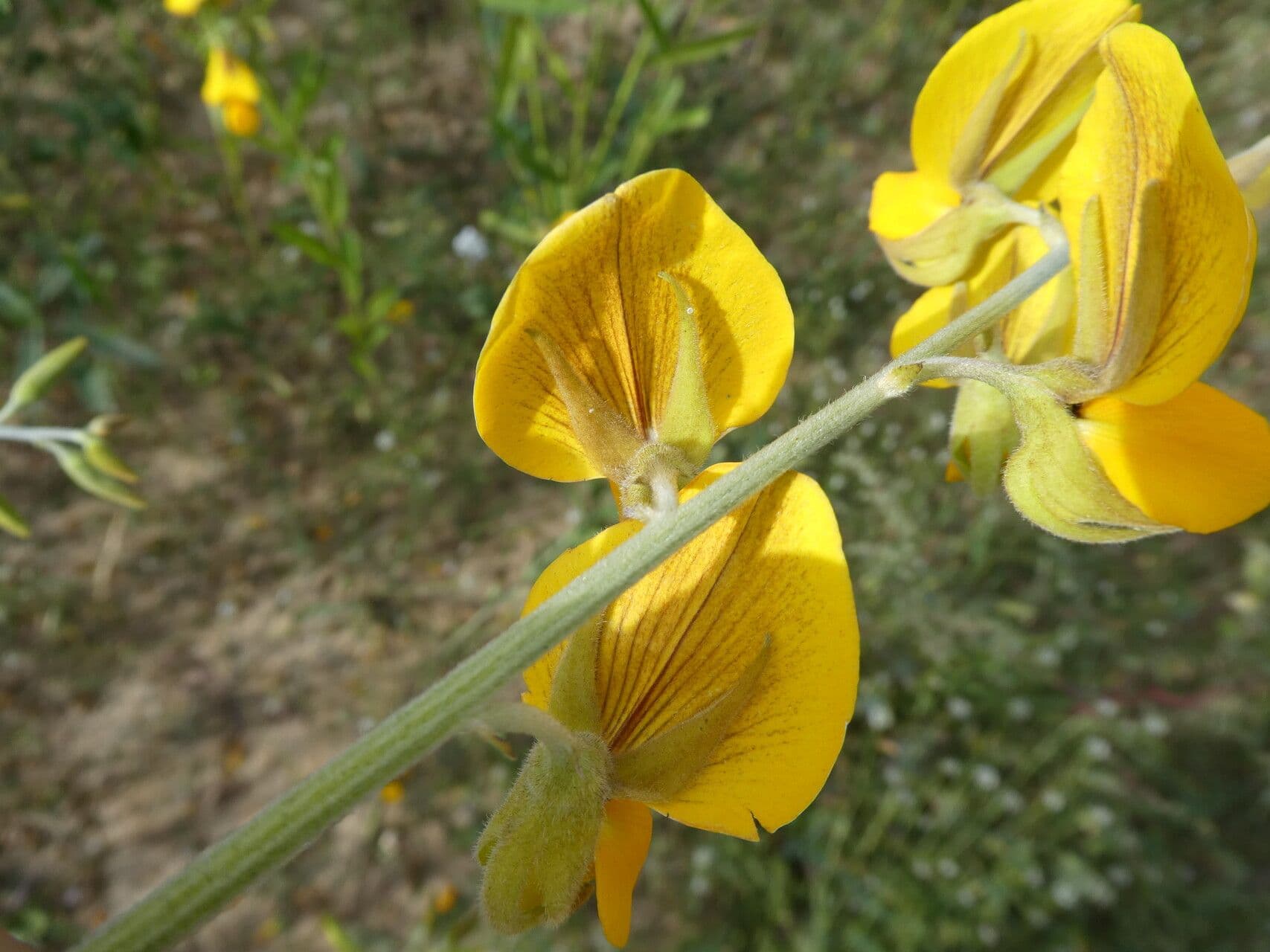 Crotalaria juncea