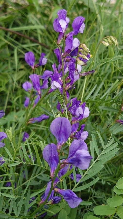 Vicia onobrychioides