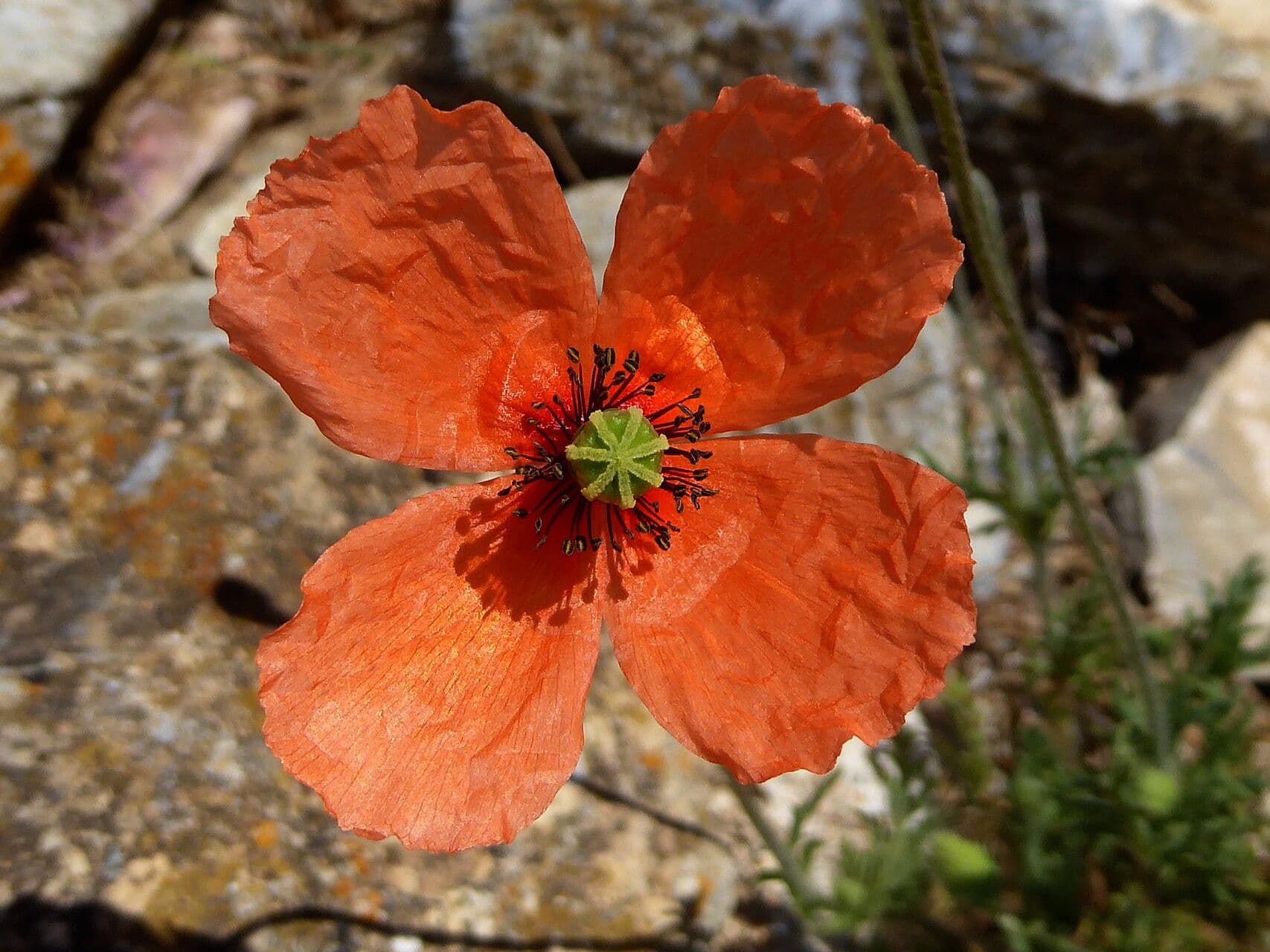 Papaver dubium