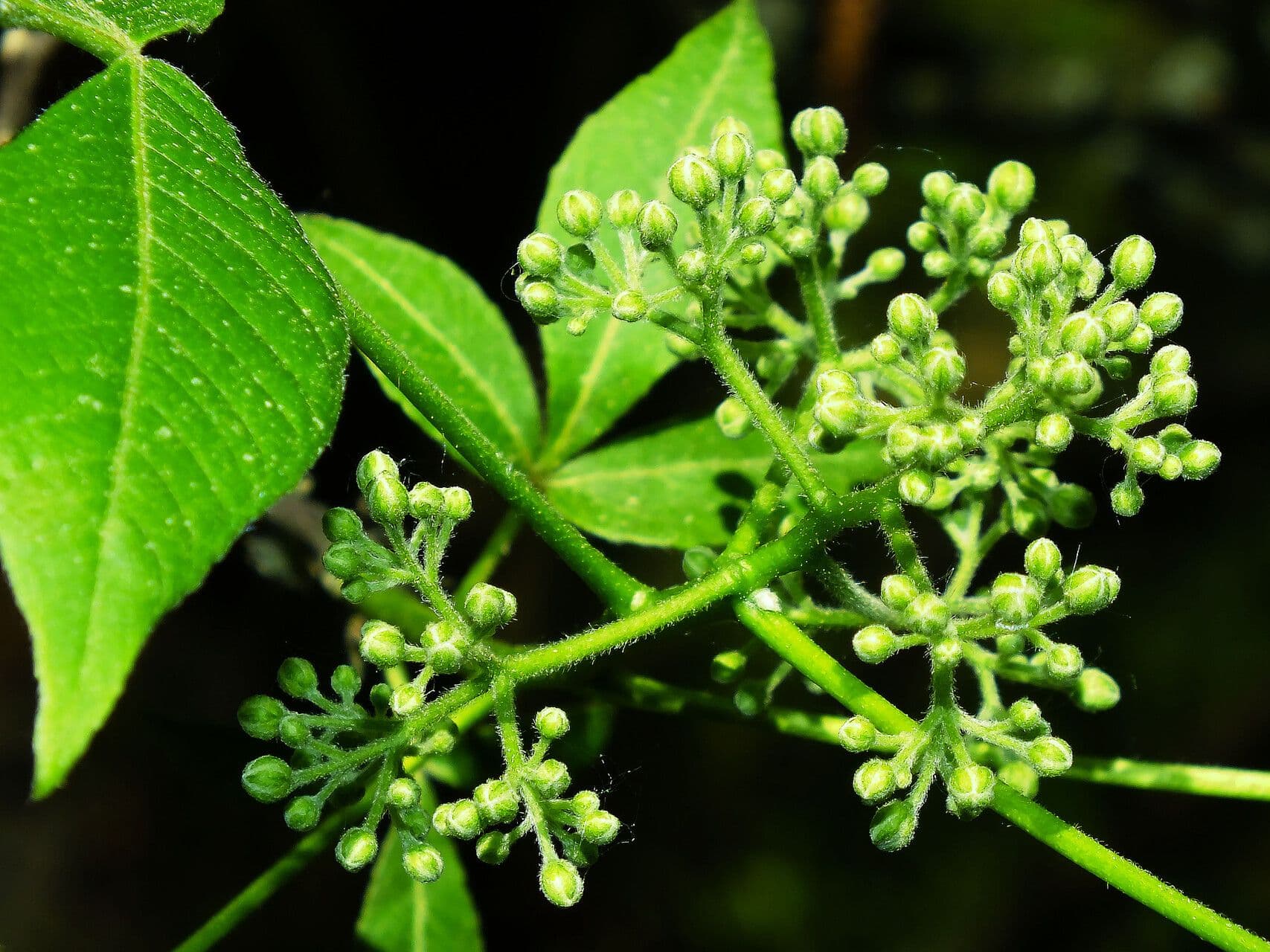 Ptelea trifoliata