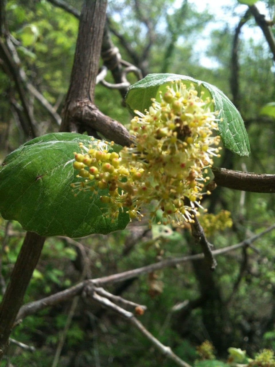 Vitis mustangensis