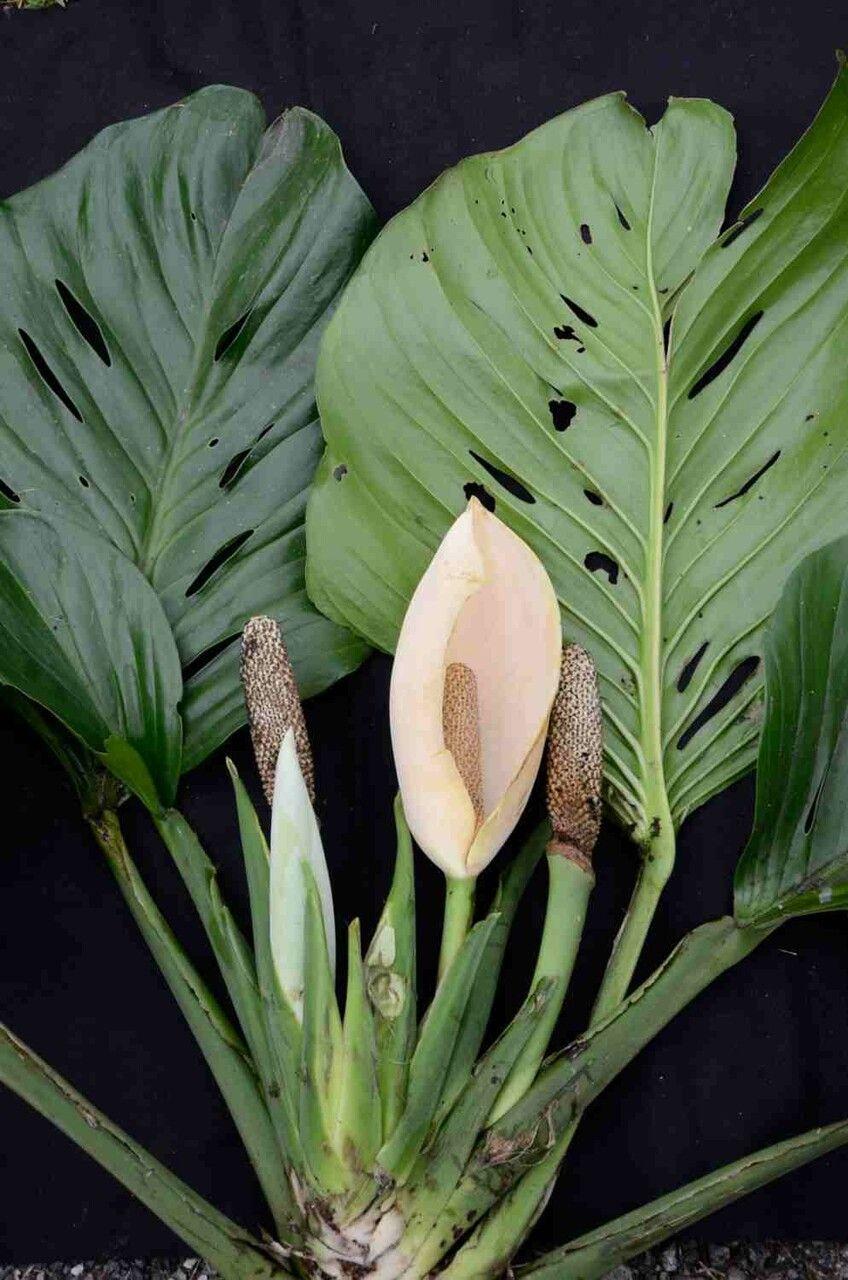 Monstera adansonii