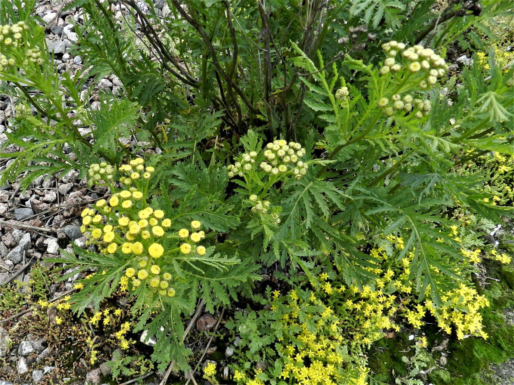 Tanacetum macrophyllum