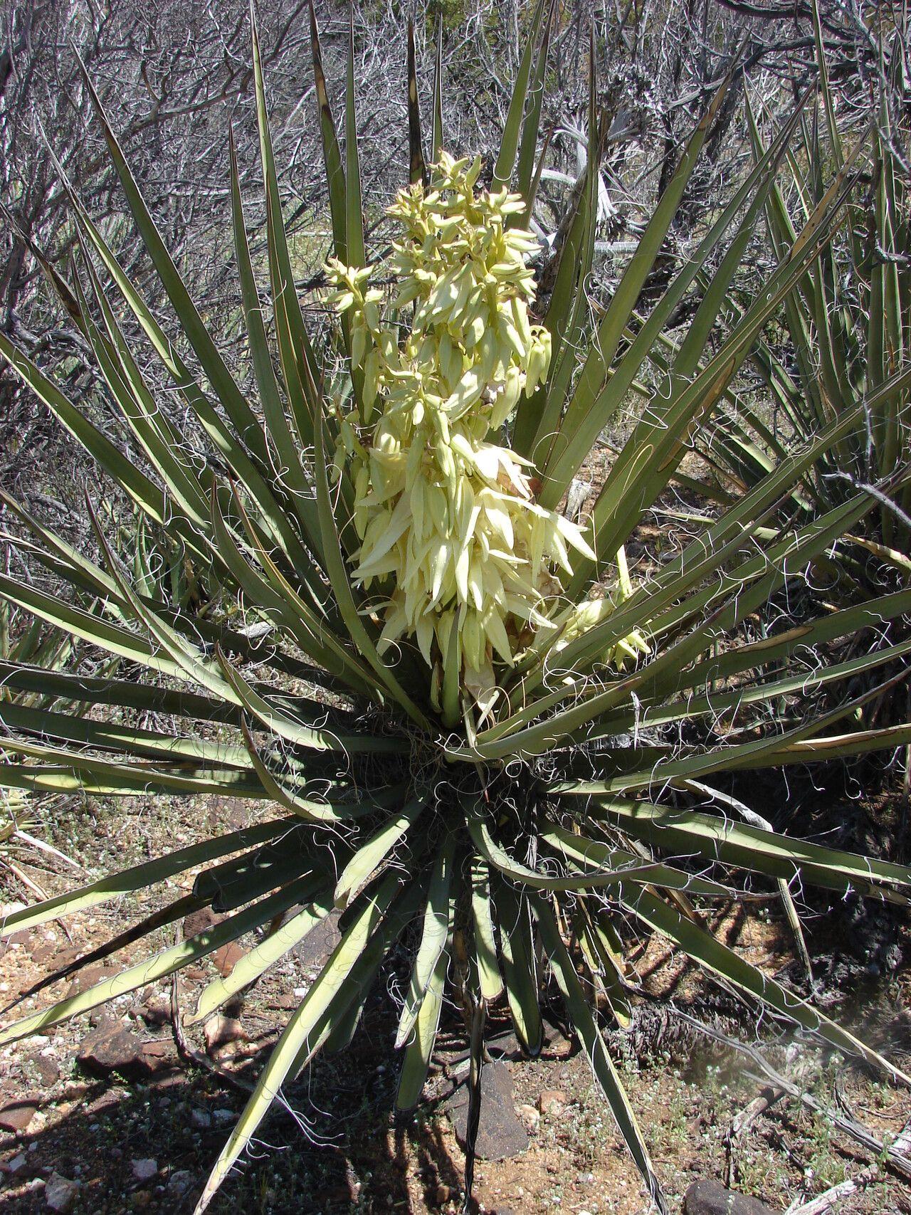 Yucca schidigera