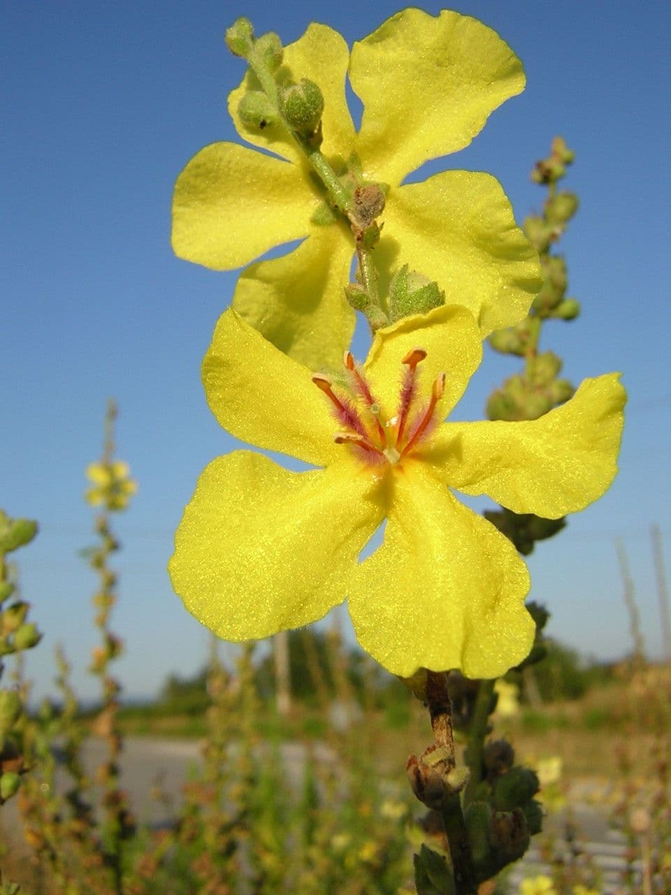 Verbascum sinuatum